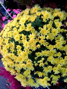 chrysanthème jaune paris